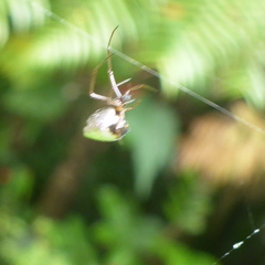 Argyrodes antipodianus