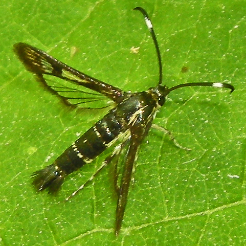 Ironweed Clearwing Moth photo 2