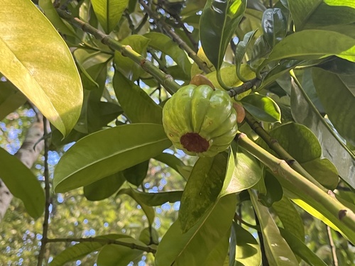 Foto de Asam-gelugur
