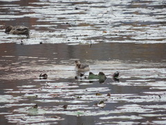 Tachybaptus ruficollis