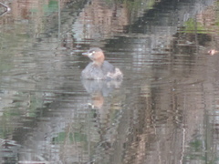 Tachybaptus ruficollis