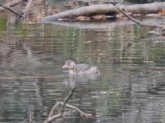 Tachybaptus ruficollis