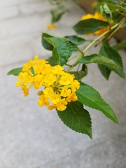 Lantana
