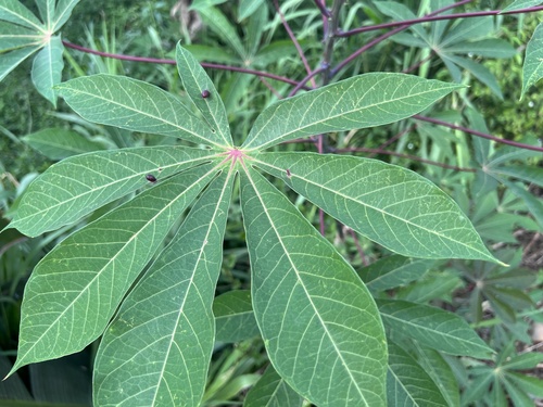 Manihot esculenta