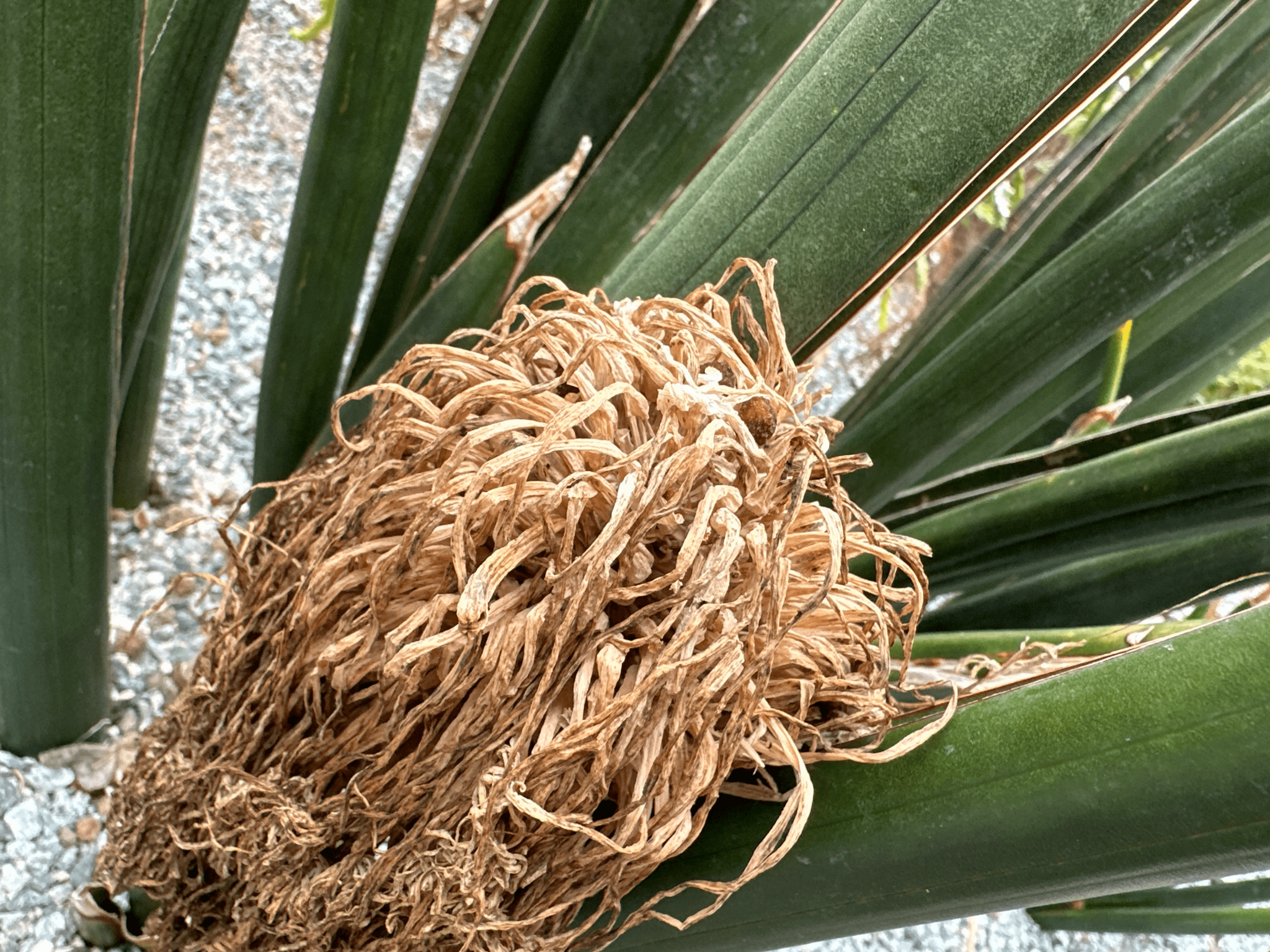 plante valeriane Graines Valériane Officinale (Valeriana officinalis) – Plante utile