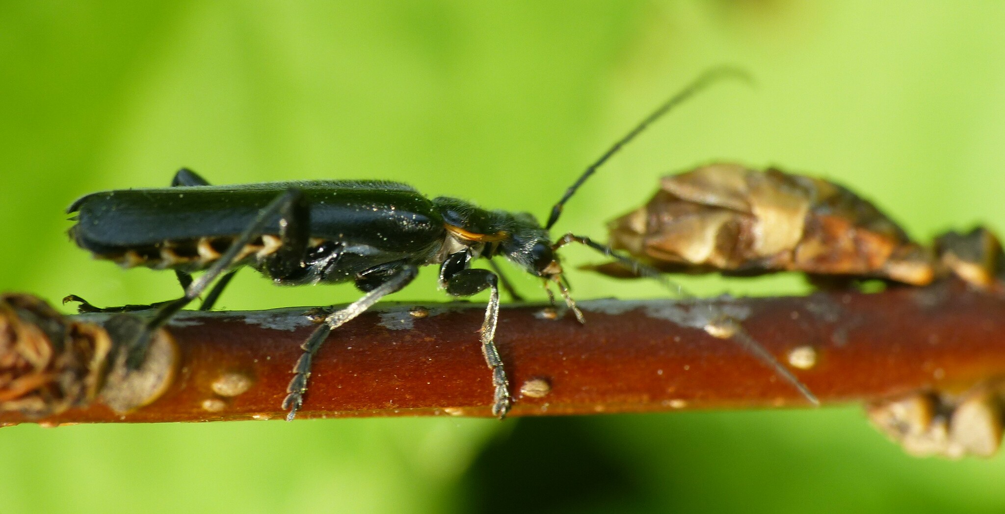 Cantharis obscura Linnaeus, 1758