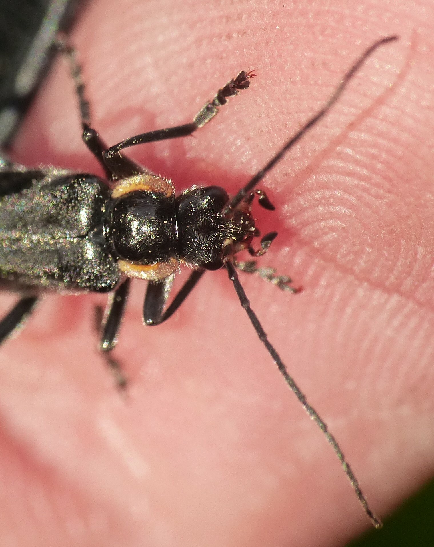 Cantharis obscura Linnaeus, 1758