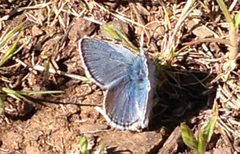 Icaricia icarioides missionensis