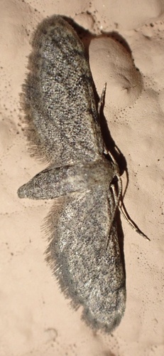 Idaea deitanaria