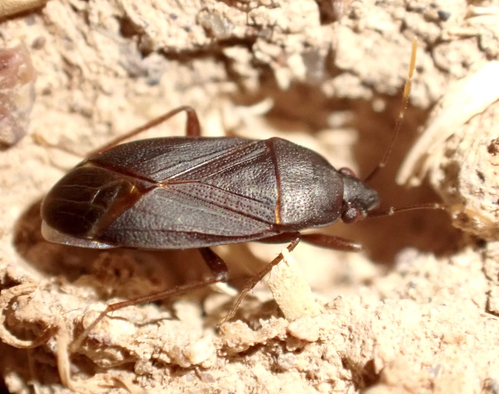 Lethaeus lethierryi