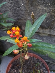 Asclepias curassavica