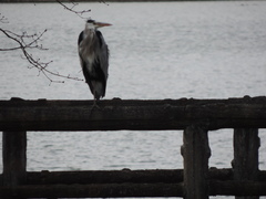 Ardea cinerea
