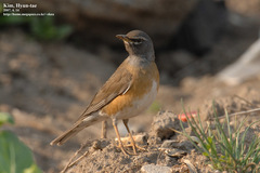 Turdus obscurus