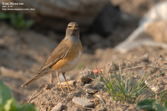 Turdus obscurus