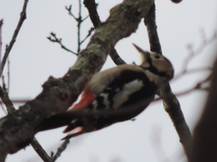Dendrocopos major
