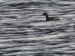 Tachybaptus ruficollis