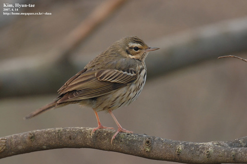 Olive-backed Pipit (Anthus hodgsoni), photo 8