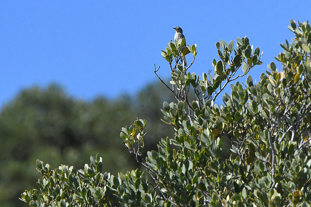 Candlewood from Uitenhage Farms, Gqeberha, South Africa on January 28