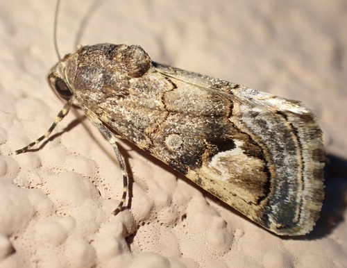 Metoponrhis
