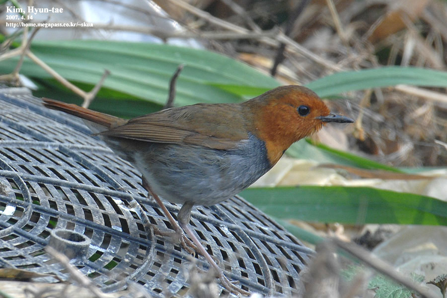 Japanese Robin