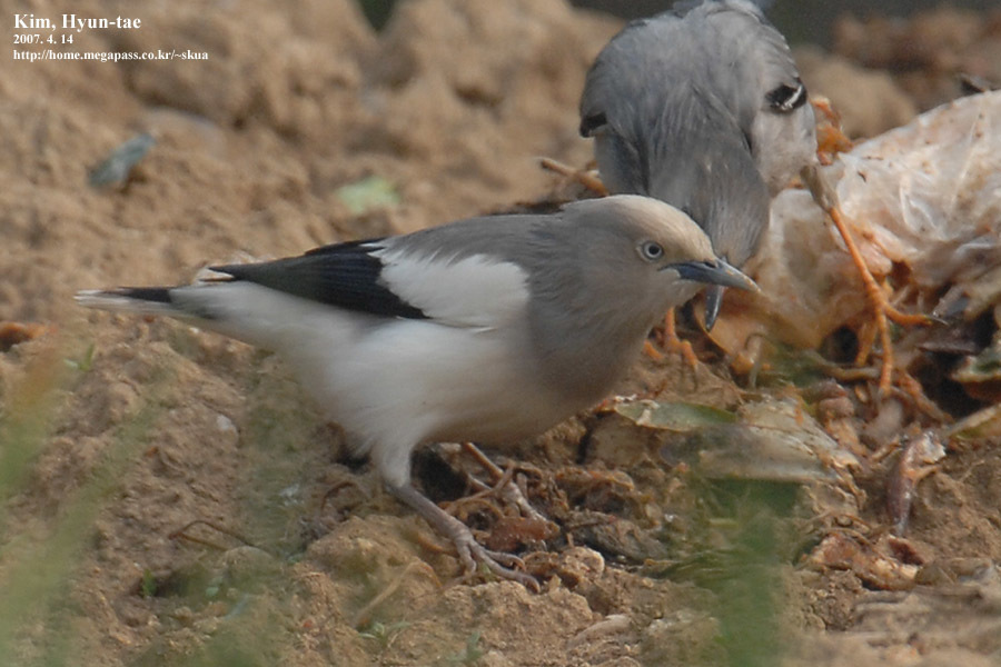 White-Shouldered Starling