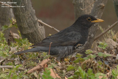 Turdus cardis