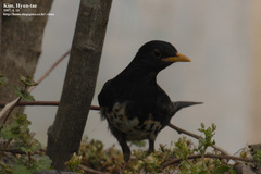 Turdus cardis