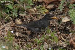 Turdus cardis