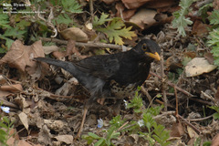 Turdus cardis