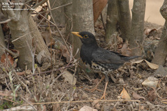 Turdus cardis