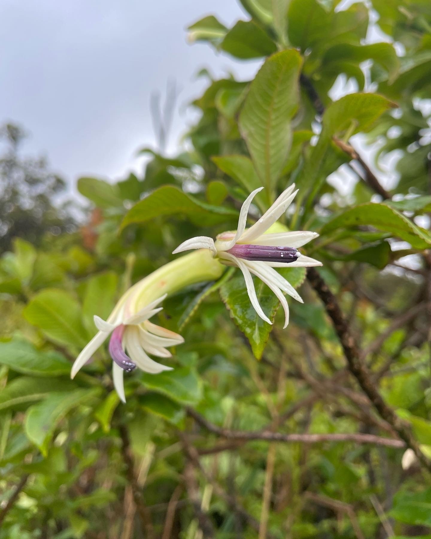 Clermontia samuelii