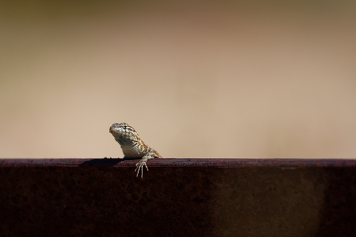 iNaturalist observation photo of Western Side-blotched Lizard
