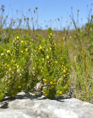 Aspalathus cliffortiifolia