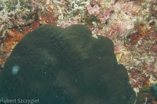 Spongia oceania observed 2023-01-14