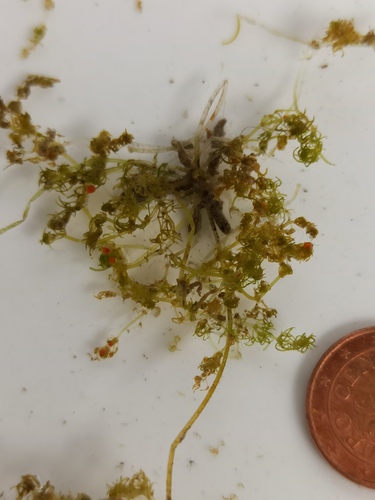 Representative image of Tolypella hispanica