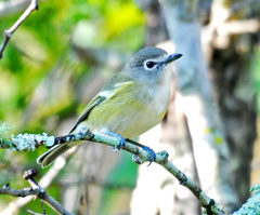 Vireo cassinii lucasanus