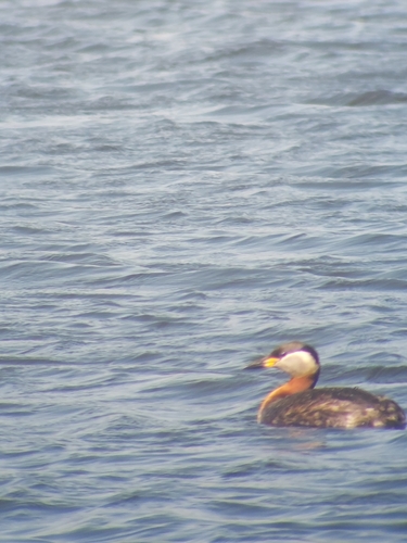 Somormujo cuellirrojo (Podiceps grisegena)