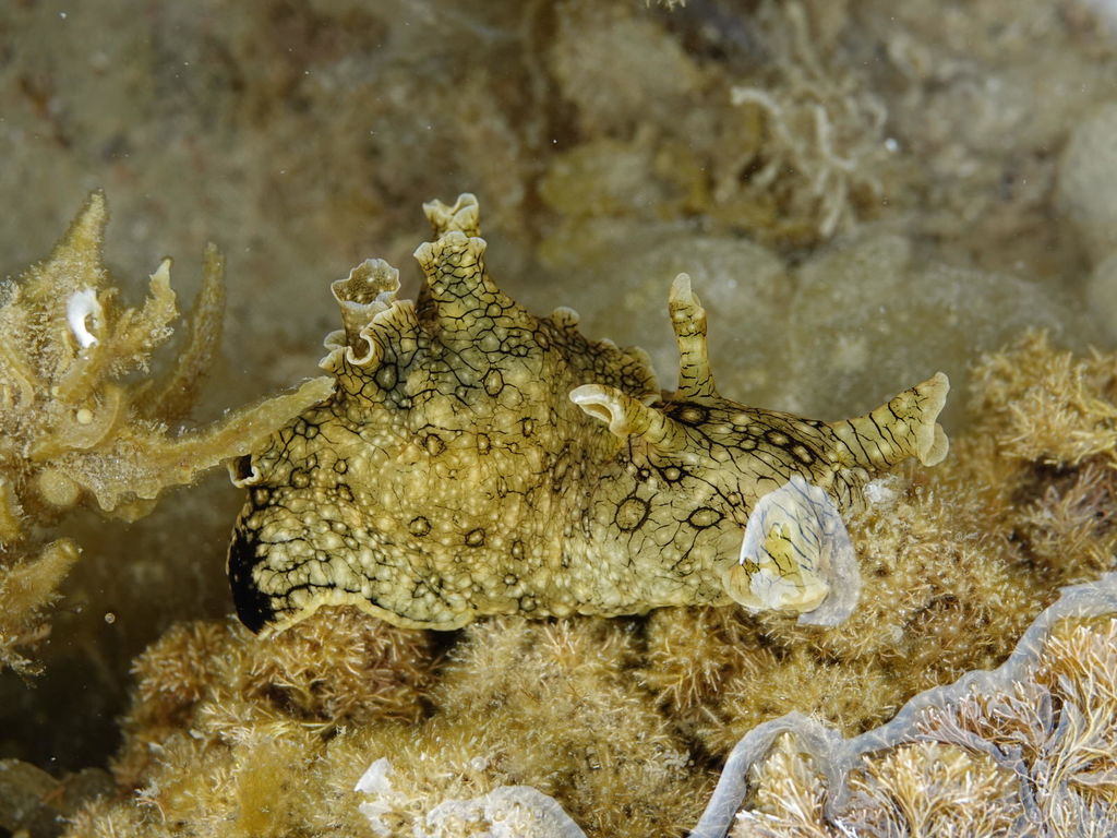 Ocellate Sea Hare