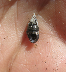 Image of Cerithium gallapaginis