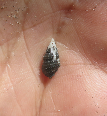 Cerithium gallapaginis