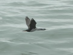 Phalacrocorax punctatus oliveri