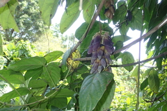 Mucuna championii