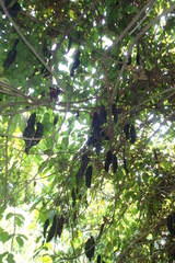 Mucuna championii