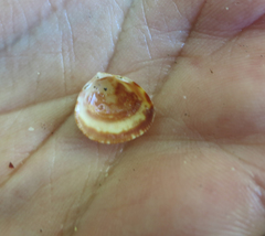 Laevicardium substriatum