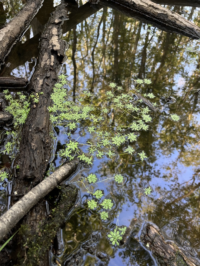 Blunt-fruited Water-starwort