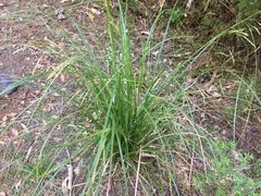 Carex longebrachiata