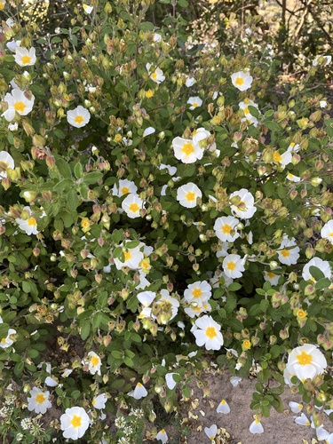 Sage-leaved Rock-rose