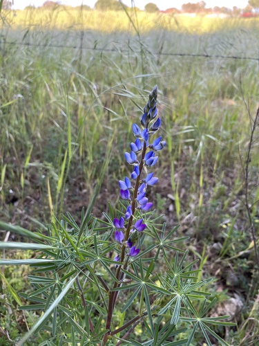 Narrow-leaved Lupine