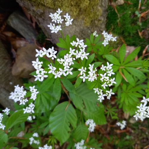 lipkavec marinkový (Galium odoratum)