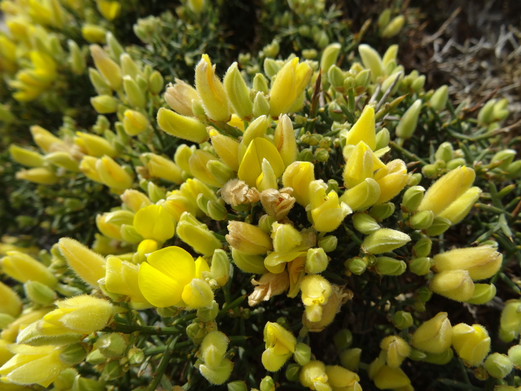 Stauracanthus spectabilis